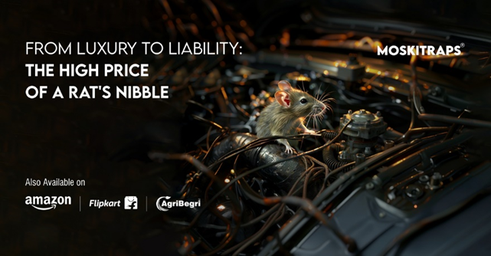 The High Price of a Rat's Nibble